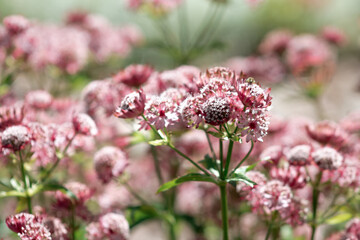 wild plant with pink flowers close up