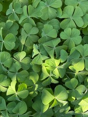 clovers