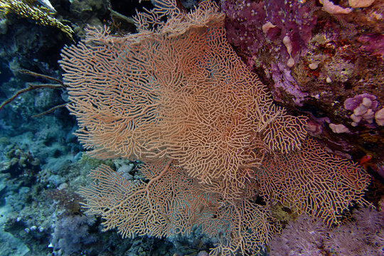 Giant sea fan (Annella mollis, formerly Subergorgia hicksoni) in Red Sea