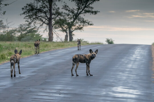 A group of African Wild Dogs (Lyacon pictus) on a road in the Timbavati Reserve, South Africa