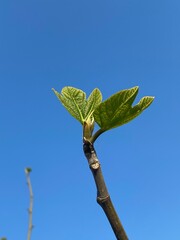little plant in the sky