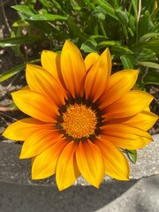 big orange flower