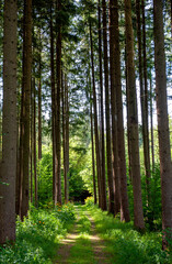 Forstweg in einem Nutzwald in Oberbayern, Forstenrieder Park
