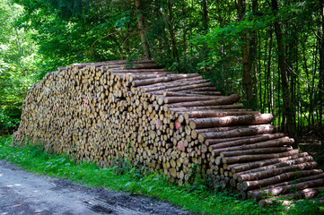 Zum Abtransport bereiter Holzstapel in Nutzwald in Oberbayern, Forstenrieder Park