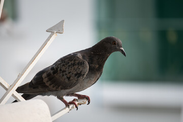 Obraz premium Close-up Pigeon Bird standing.