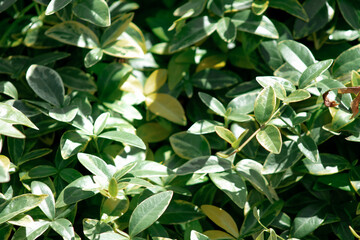 Obraz premium natural background of a wild green plant close up