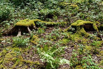 Waldboden mit Baumstümpfen und Moos in Wald in Oberbayern, Forstenrieder Park