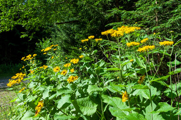 Gelbe Wildblumen in Wald in Oberbayern, Forstenrieder Park