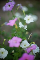 Different petunia flowers grow in the summer garden. Art soft fo