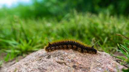 Dark furry caterpillar on a stone.