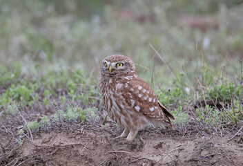 Adults and young little owls ( Athene noctua) are photographed near the nest in a natural habitat.