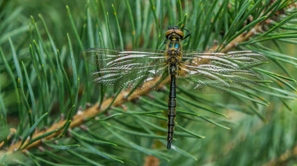 Beautiful dragonfly on a pine branch