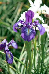 Naklejka premium garden irises on a natural background close-up