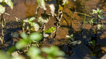 Light green frog in river water