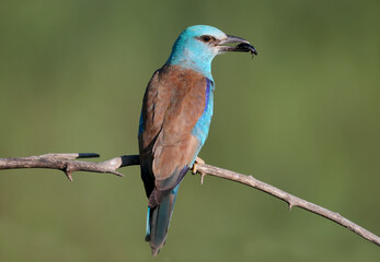 European roller (Coracias garrulus) photographed in close-up with a lizard and a large black beetle...