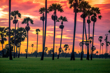 Obraz premium A close up view of a green rice field And surrounded by various species of trees, seen in scenic spots or rural tourism routes, livelihoods for farmers
