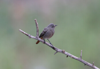 black redstart (Phoenicurus ochruros) photographed on a branch on a blurred background