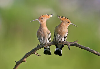Single and a pair of hoopoe photographed close-up on a blurry background in soft morning light.