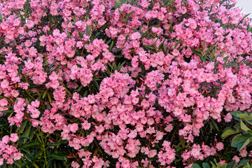 Haie de laurier rose dans le département du Gard - France