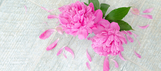 Two pink peony flowers in a vase on a gray stone table. Greeting romantic concert, Mother's day, Wedding. Top view, place for text, copy space. Banner.