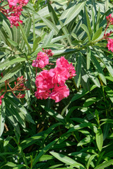Laurier rose- Nérium oleander rouge double - Gard 