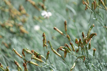 natural background grass with seeds