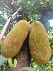 tropical fruit on a tree