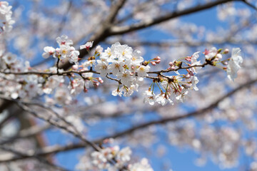 桜