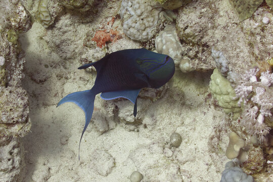 Redtoothed triggerfish (Odonus niger) in Red Sea