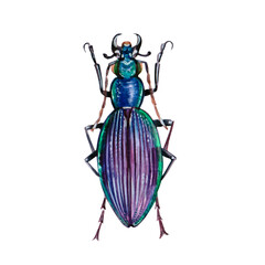 Watercolor illustration of a Insect. Hand made character. Insect isolated on white background. Watercolor hand-drawn illustration. 