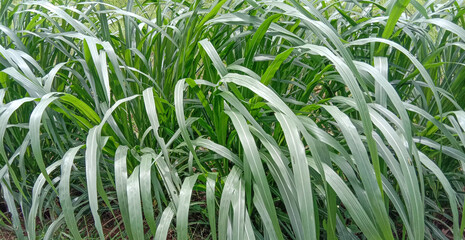 green grass in the wind