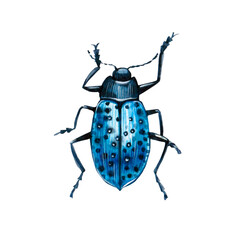 Watercolor illustration of a Insect. Hand made character. Insect isolated on white background. Watercolor hand-drawn illustration. 