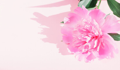 Peony flower on colorful background close up. Creative layout.