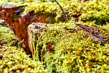 Moss on a log closeup