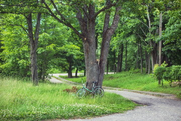 Rural etude with a Bicycle and a road