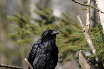 Raven bird Stock Photos.  Raven bird perched close-up profile view displaying black feather plumage with a blur background in its habitat and environment. Image. Picture. Portrait.