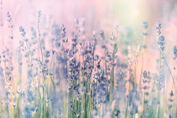  Flowering lavender flower,selective and soft focus on lavender flowers