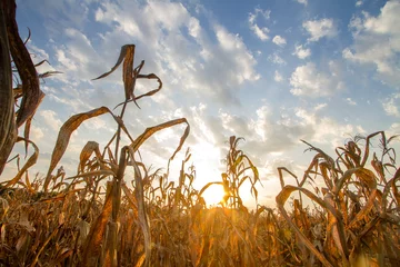 Tuinposter Drought impact, Crops dead on summer cause of heat of extreme weather. Climate change and agriculture concept. © piyaset