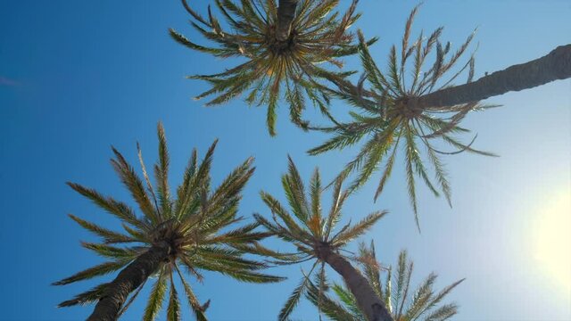 Tops of palm trees bottom-up view. Against blue clear sky tropical exotic trees nature background, sunny day hot weather. Concept of vacations and tourism travel and holidays, summer collection. Spain