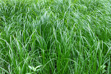 Green sedge