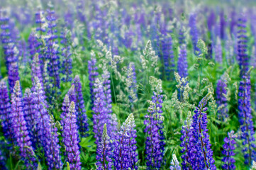 Blur. Lush flowering lupine close-up on a green grassy meadow. Natural background