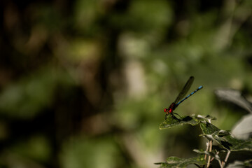 Little dragon fly