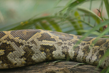 Obraz premium snake in the grass