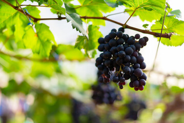 grape in the bio vineyard