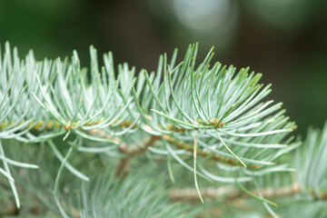 natural green background with pine branch