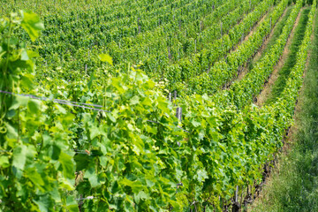 Rows of green grapevines on sloping ground in Lavaux vineyards Switzerland