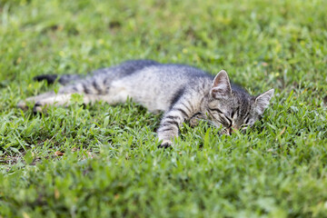eine graue katze schläft im grünen garten