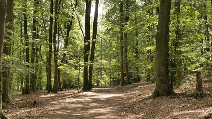 Wanderweg im Laubwald bei Bergen, Losheim