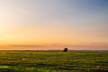 A lonely bush in the wheat field