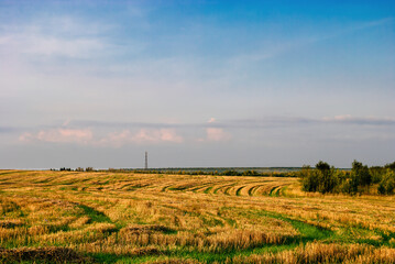 Wheat harvest in September in Central Russia